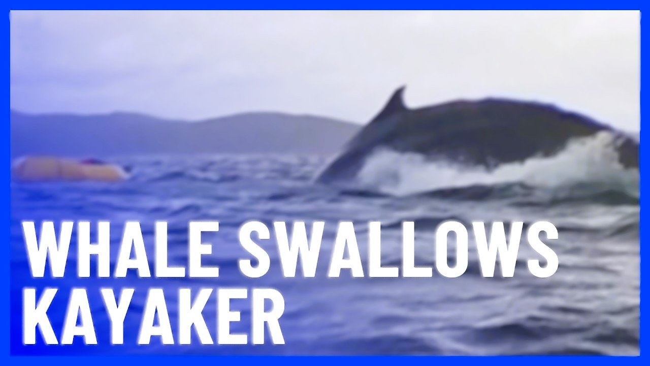 “Kayaker Survives After Being Swallowed by a Whale”